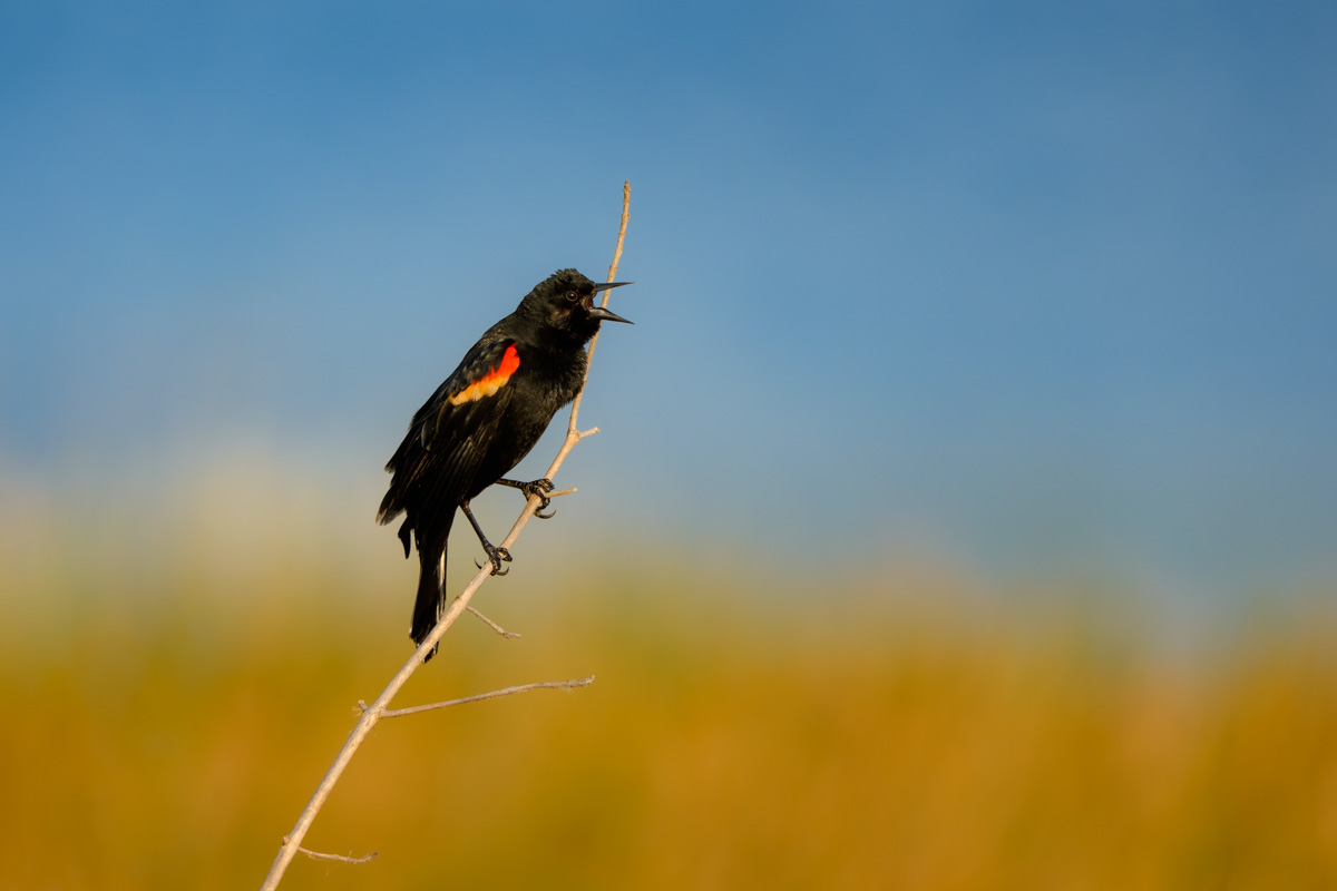Red Winged Black Bird Singing