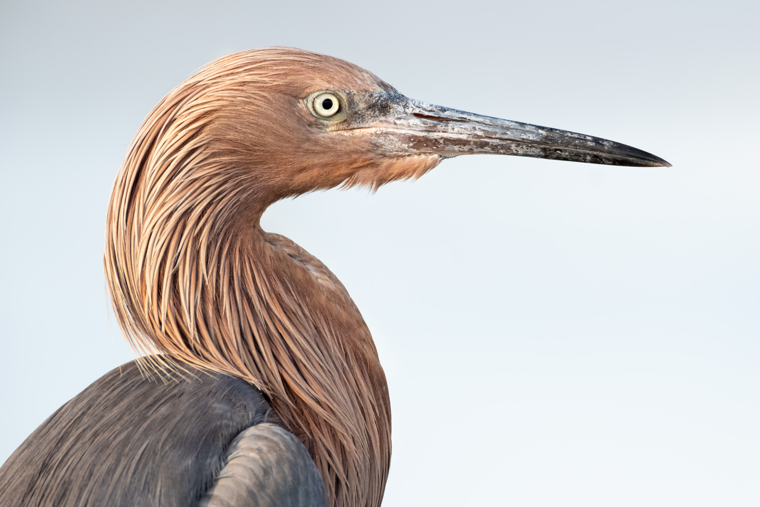 Reddish Egret Close Up
