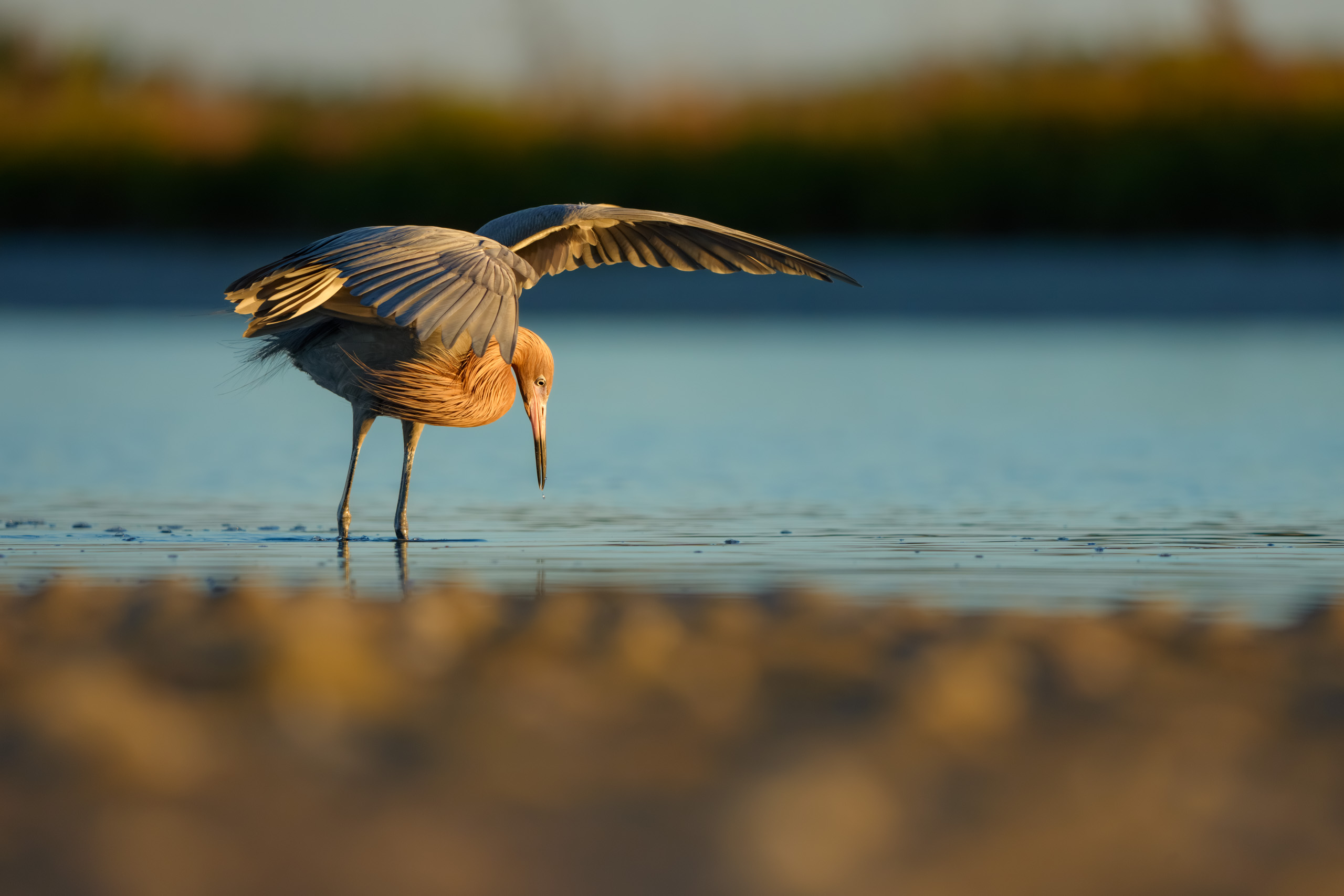 Reddish Egret at Sunrise