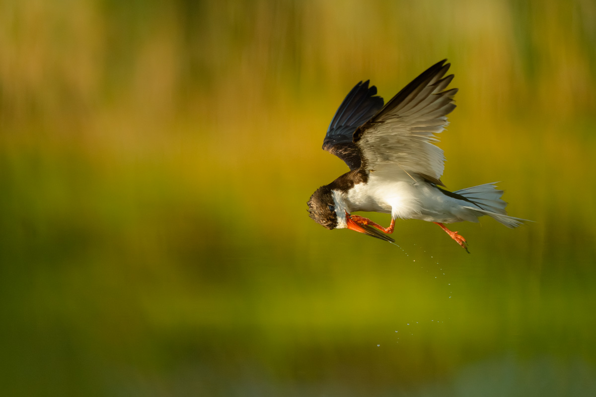 Skimmer Cleaning Its Beak