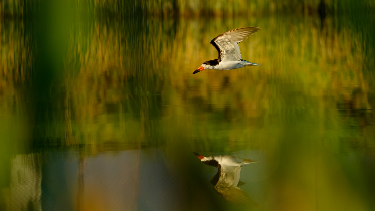 Skimmer Through The Grass