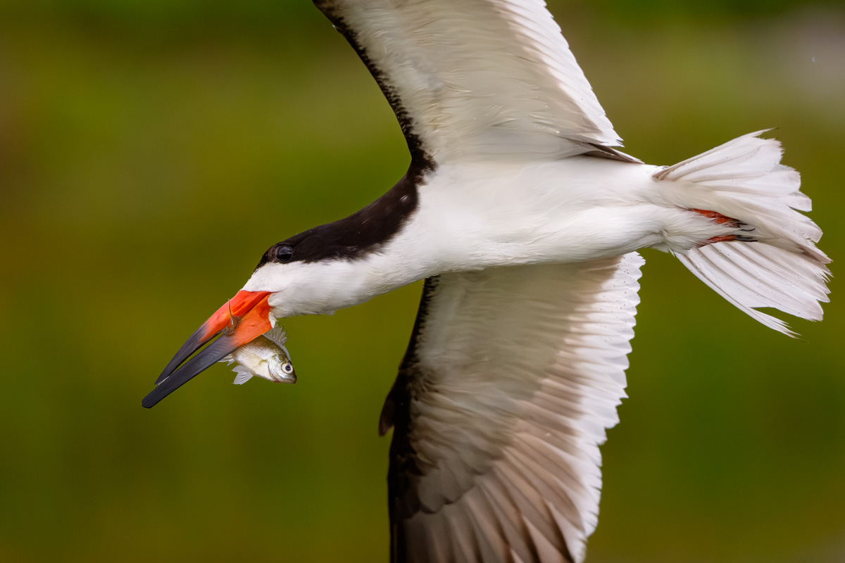 Skimmer With Their Catch of the Day