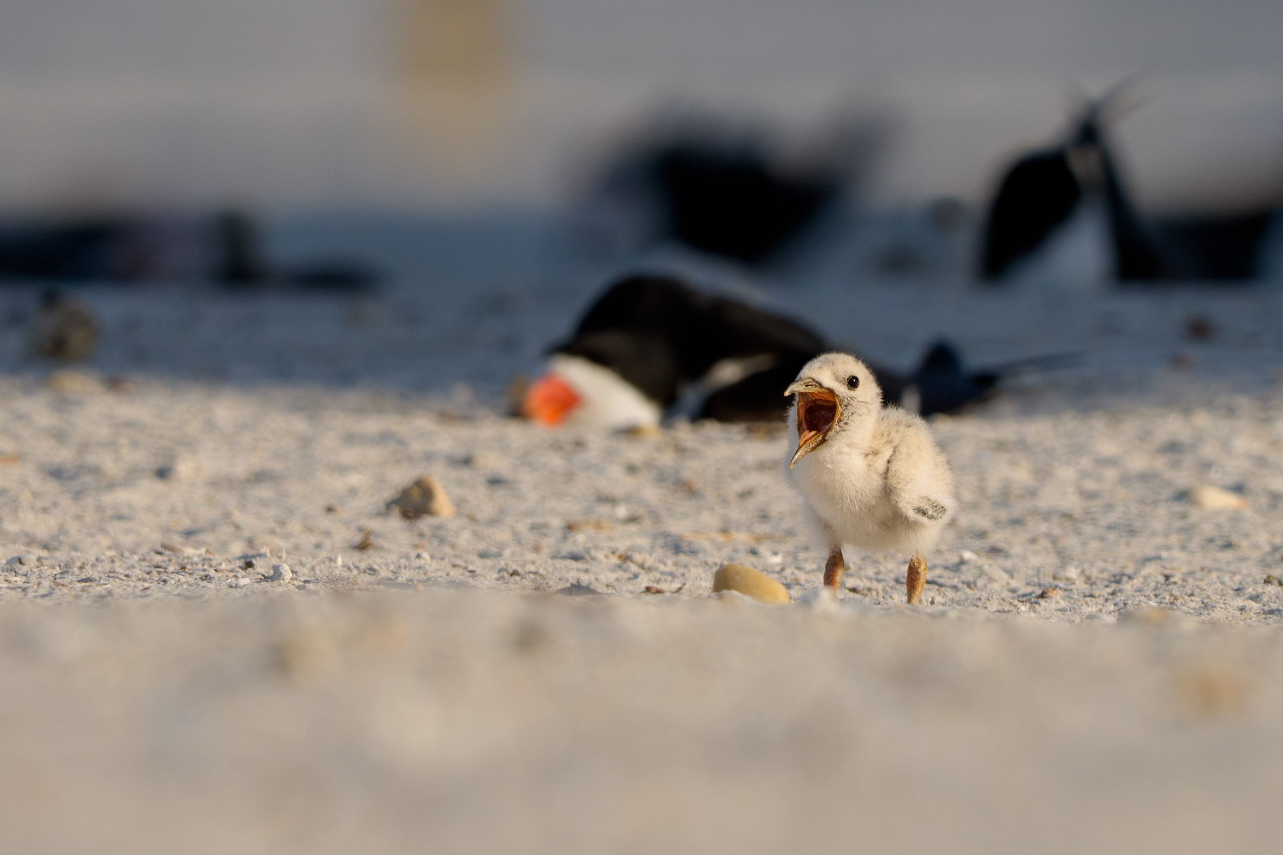Black Skimmer Chick Having a Yawn