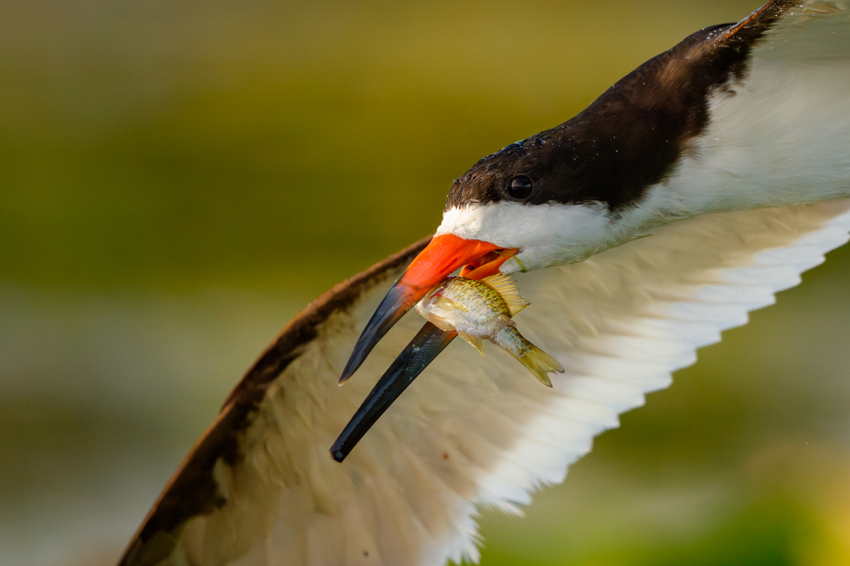 Black Skimmer Showing Off His catch of the day
