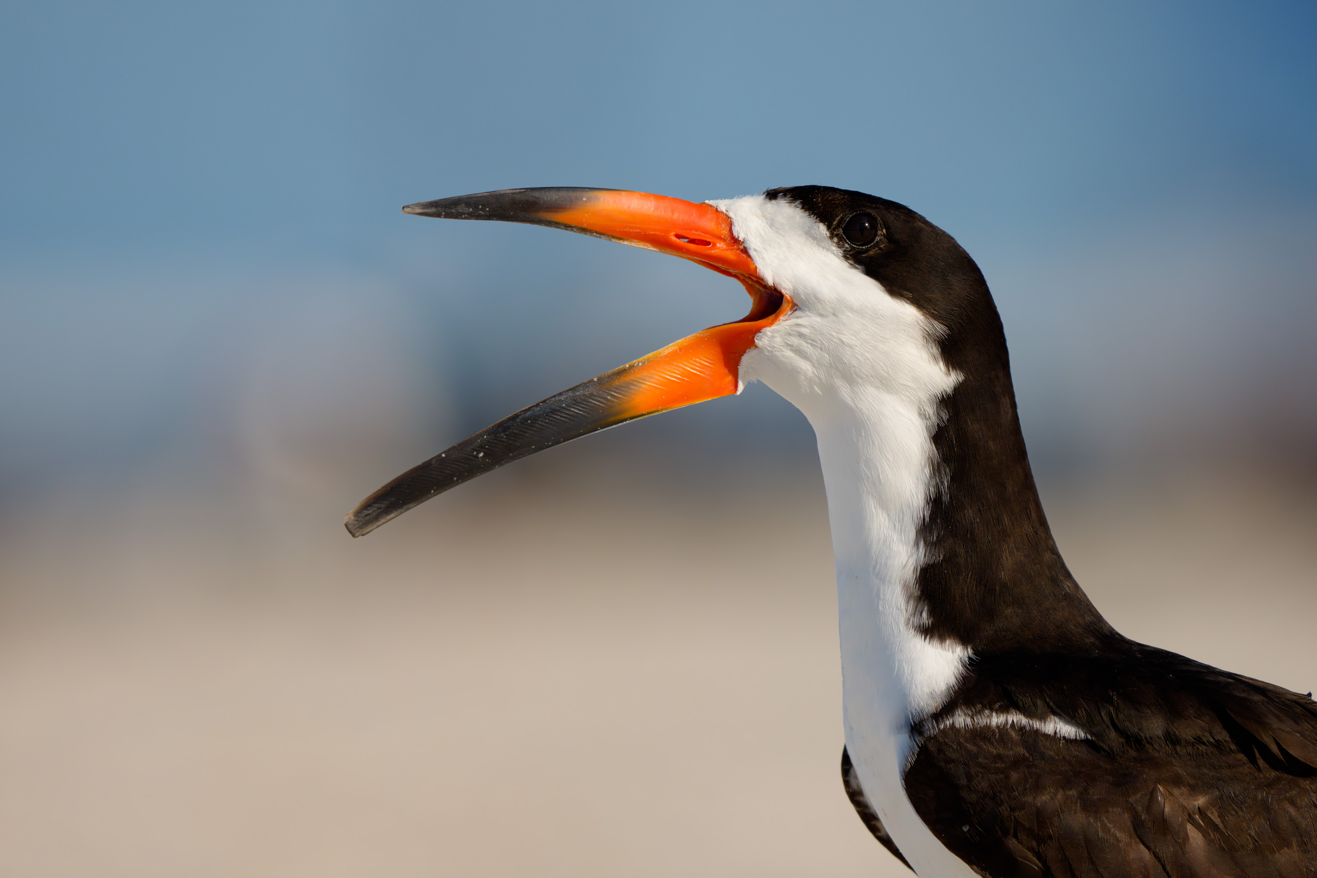 Black Skimmer Mid Yawn