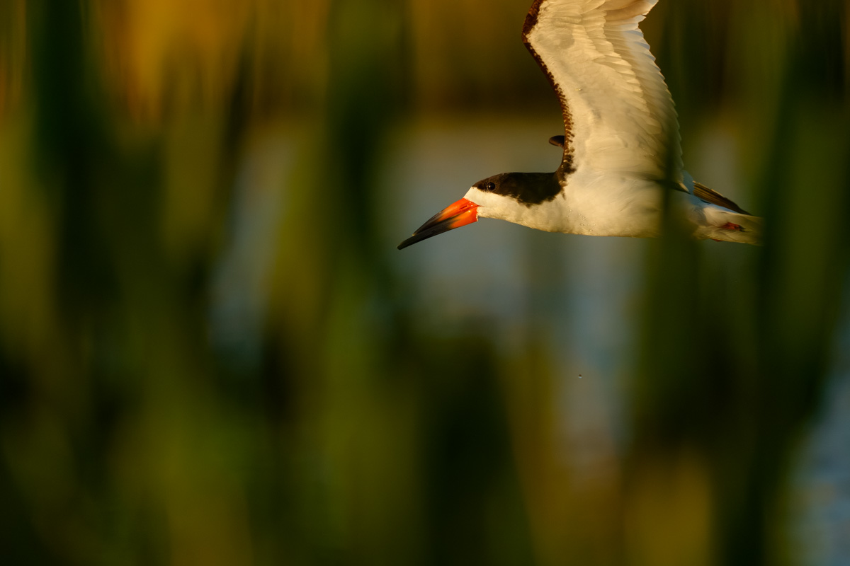 Skimming Through The Grass