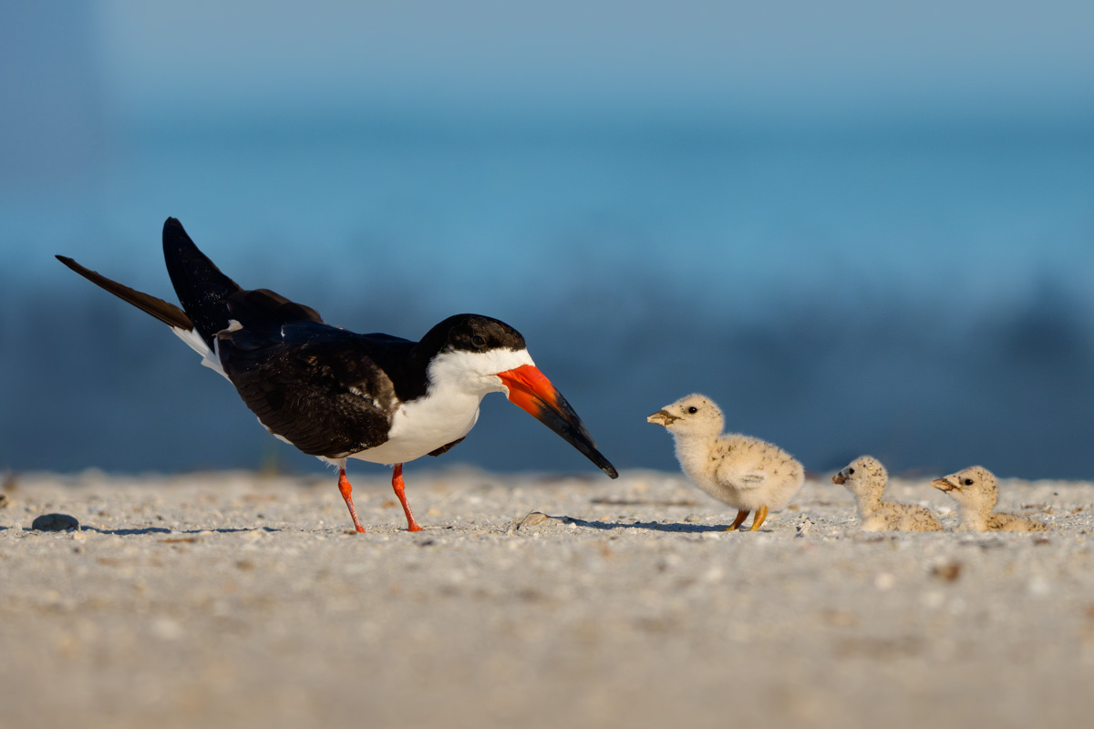 Skimmer With Chicks