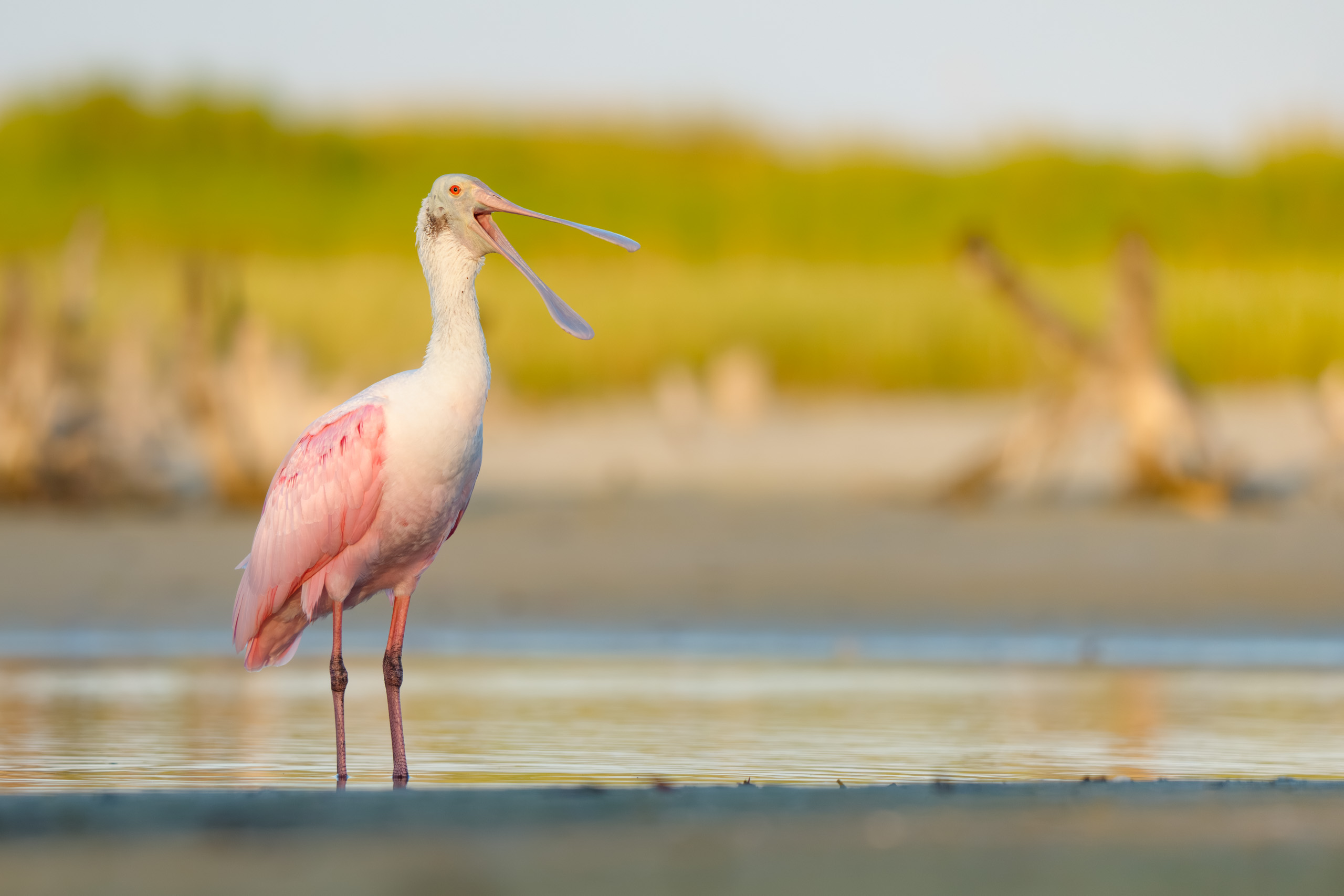 Spoonbill Wake Up Call