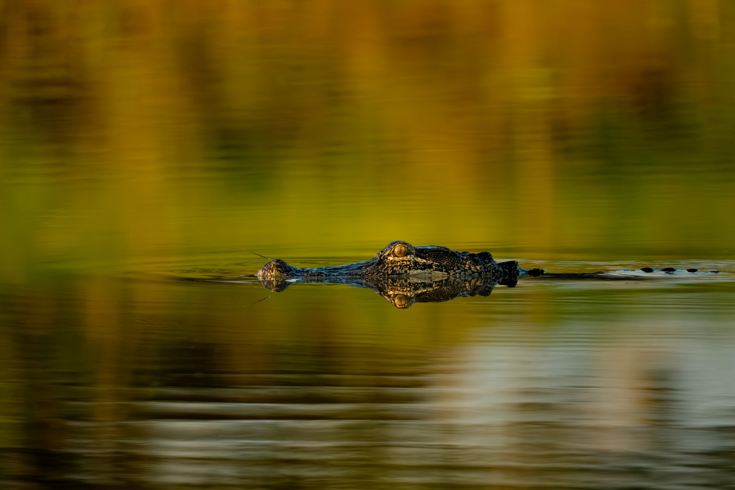 Gator at Sunrise