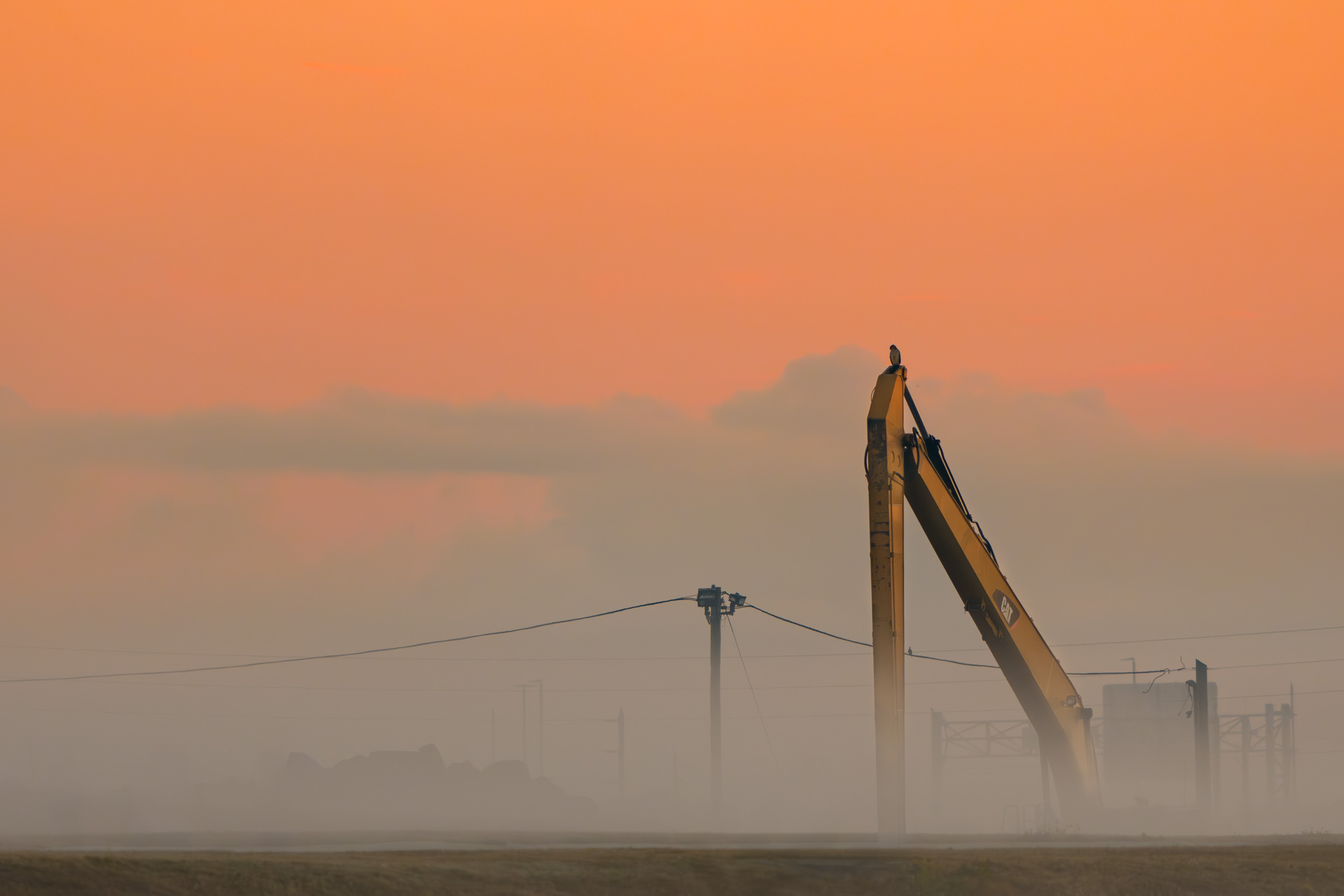 American Kestrel Surveying His Domain at Sunrise