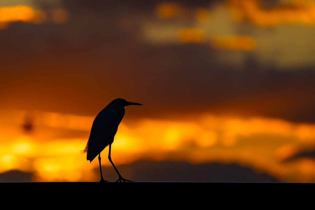 Sunset Snowy Egret
