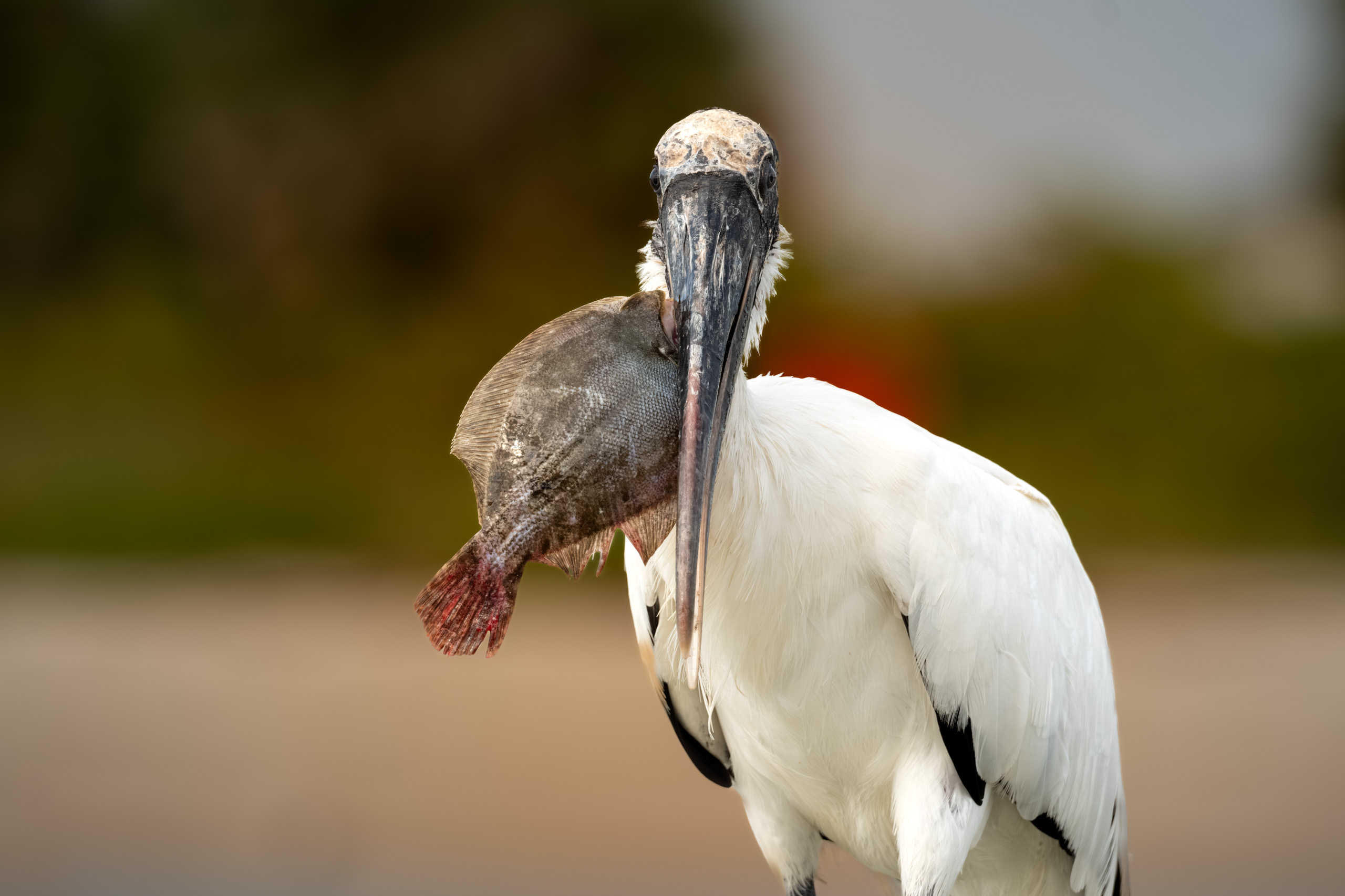 Wood Stork With Its Catch of the Day!