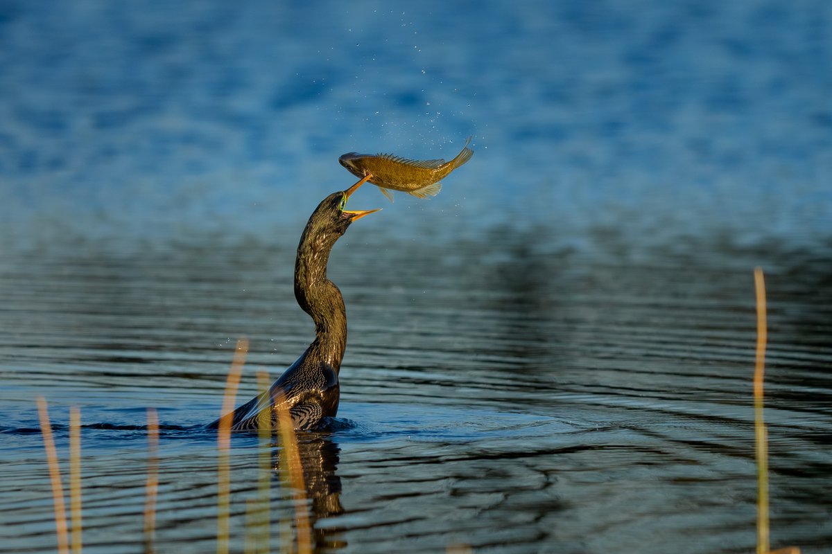 anhinga fish on 2