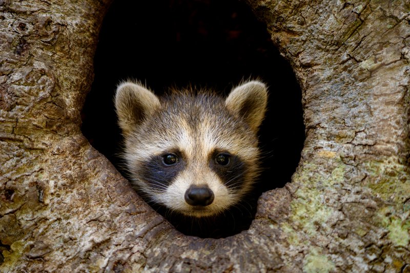 Baby Raccoon