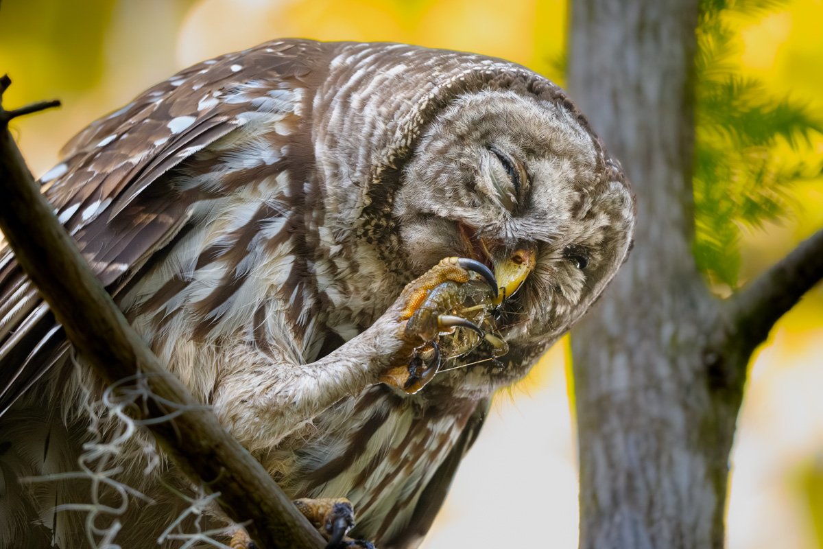 barred owl close up