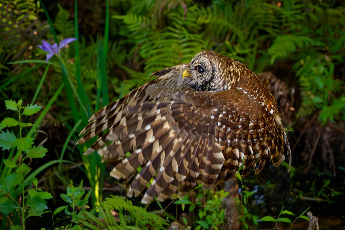 Barred Owl In Flight