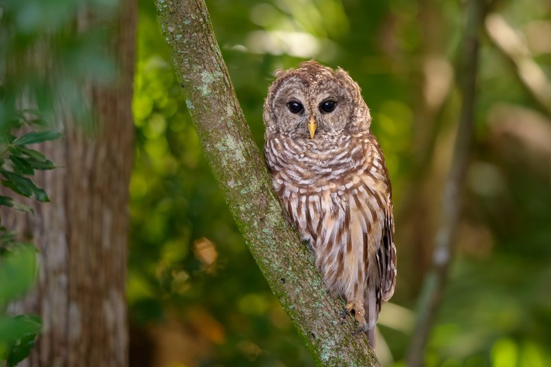 Barred Owl Looking for Breakfast