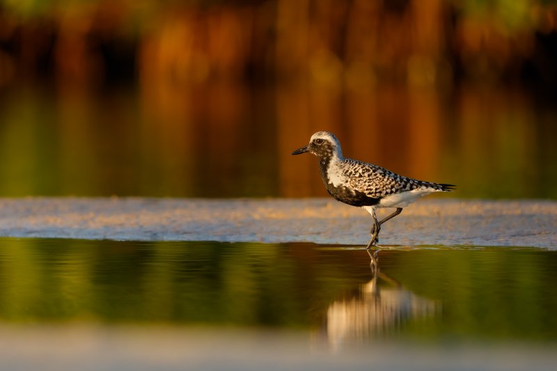 Black Bellied Plover