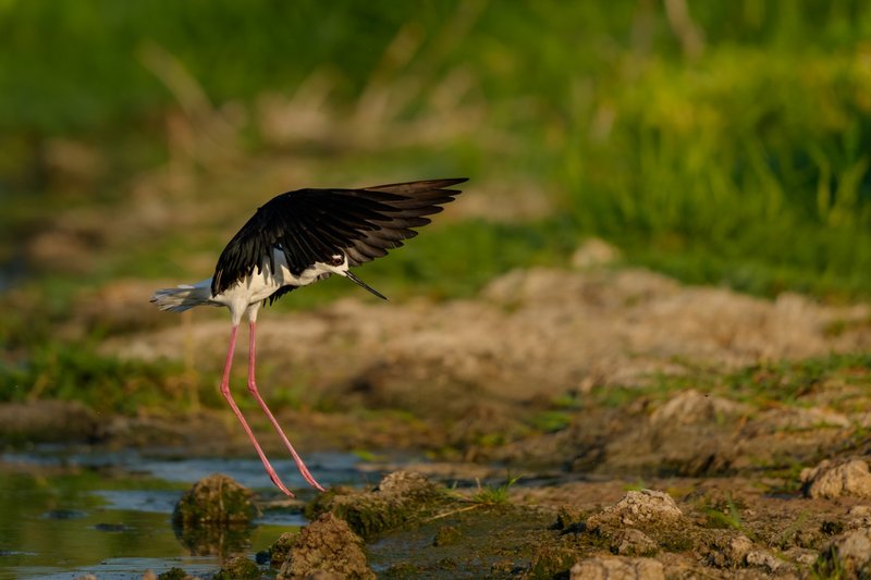 Coming In For A Landing