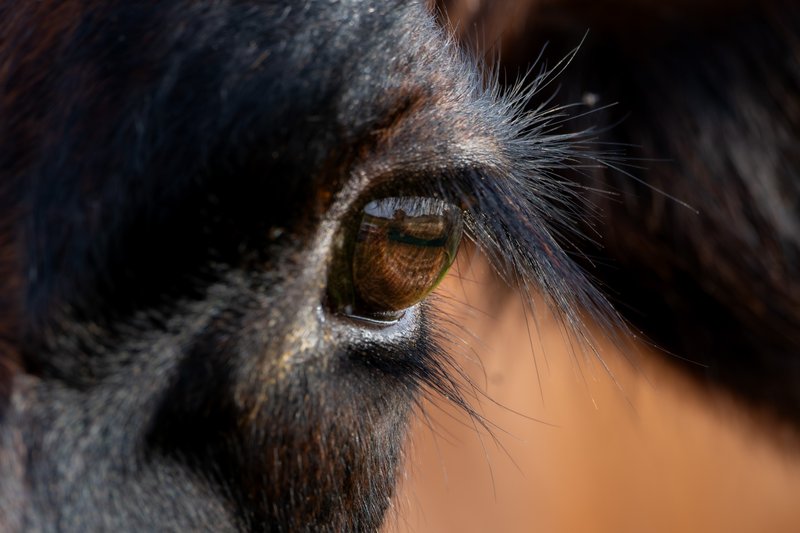 Florida Cattle Closeup