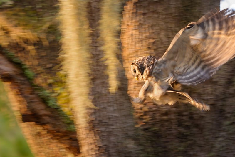 Early Morning Barred Owl Flight