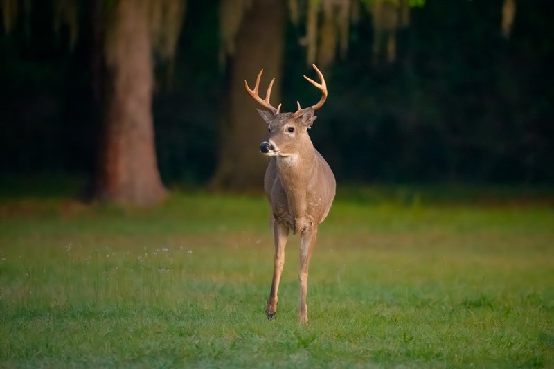 Early Morning White-Tailed Buck