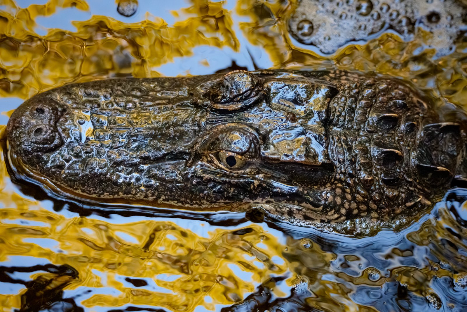 Gator, Eyes Wide Open