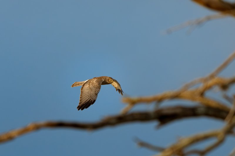 Grey Ghost, Northern Harrier