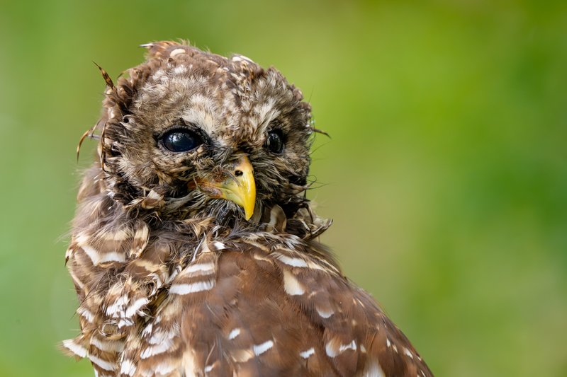 Having a Bad Feather Day