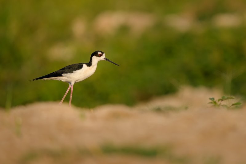 Lone Black Necked Stilt