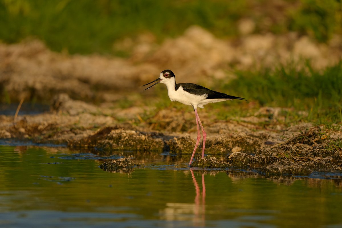 mothers day 2026 5