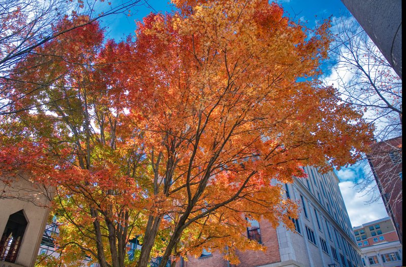 Fall Colors