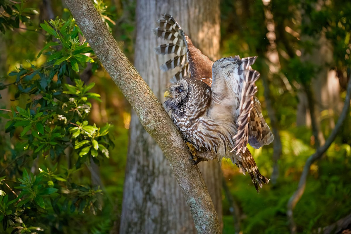 Owl Over Here, Owl Over There, Owls Everywhere! cover image