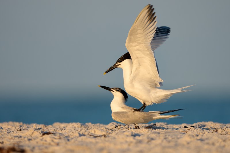 Mated Pair of Sandwich Terns