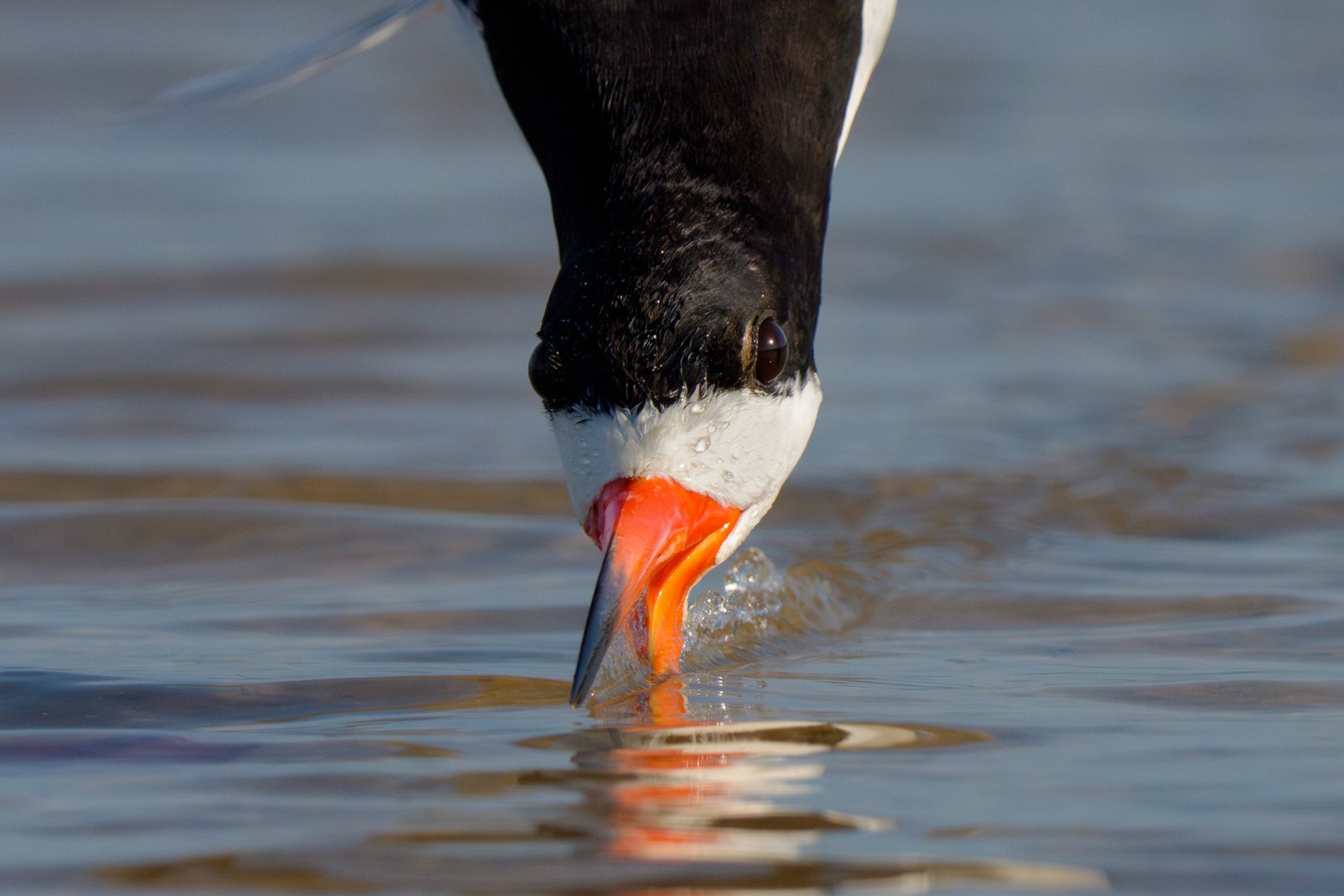 Skimmer Incoming!