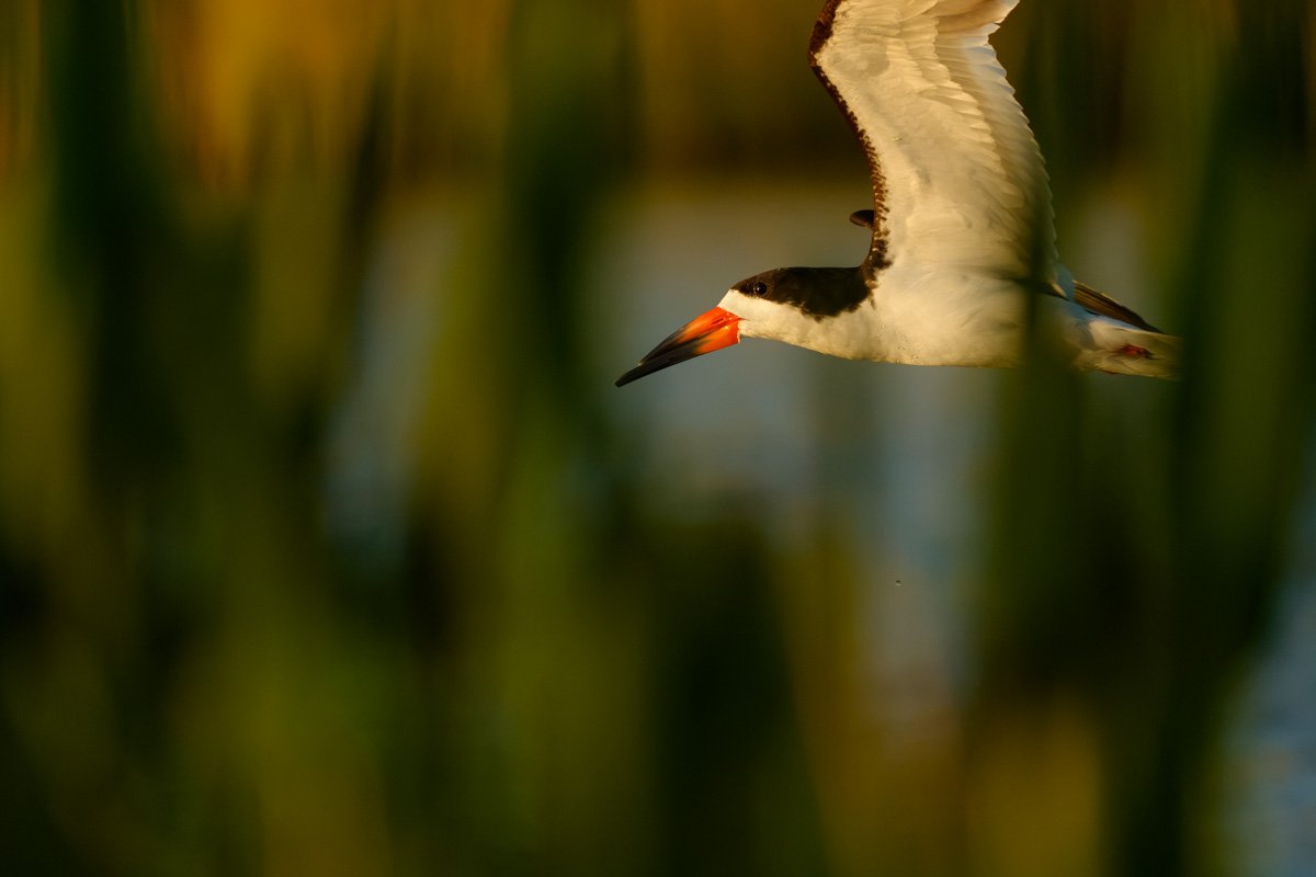 Skimming Through The Grass