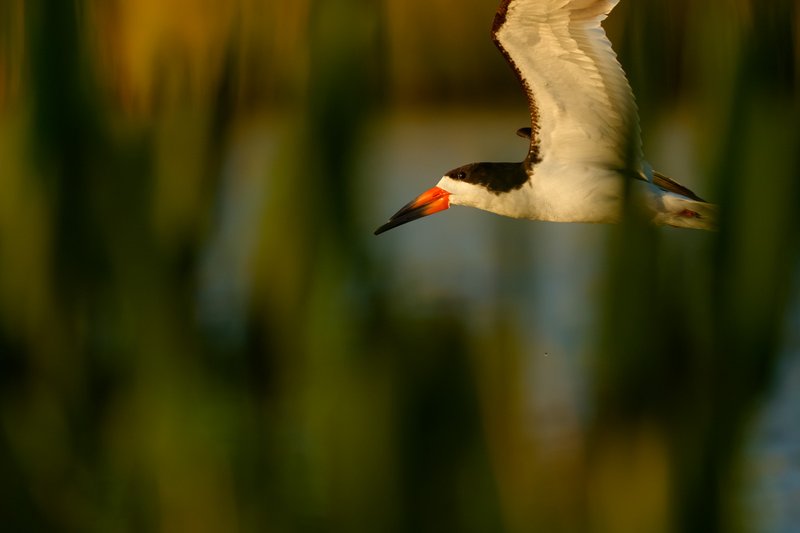Skimming Through The Grass