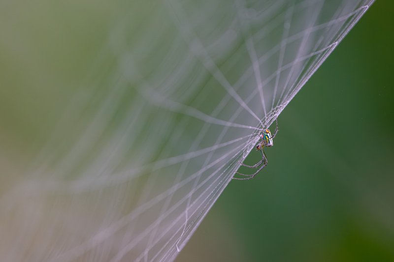 Spider Waiting for Breakfast