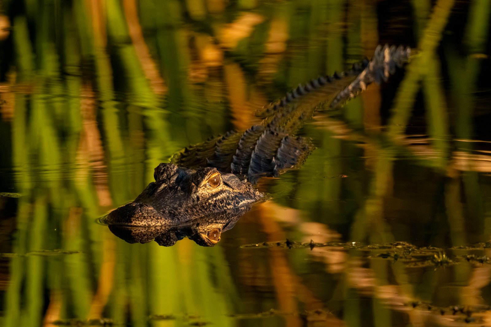 Sun Soaked Gator