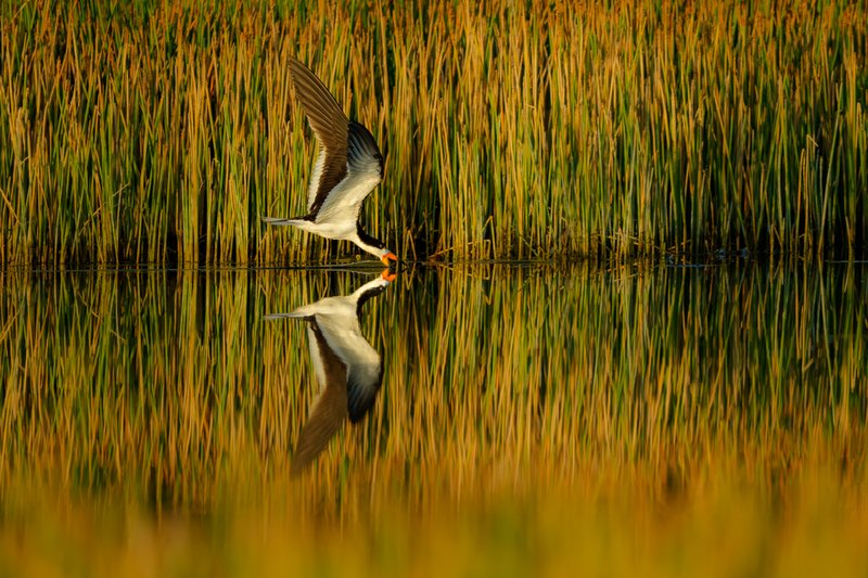 Sunrise Reflections