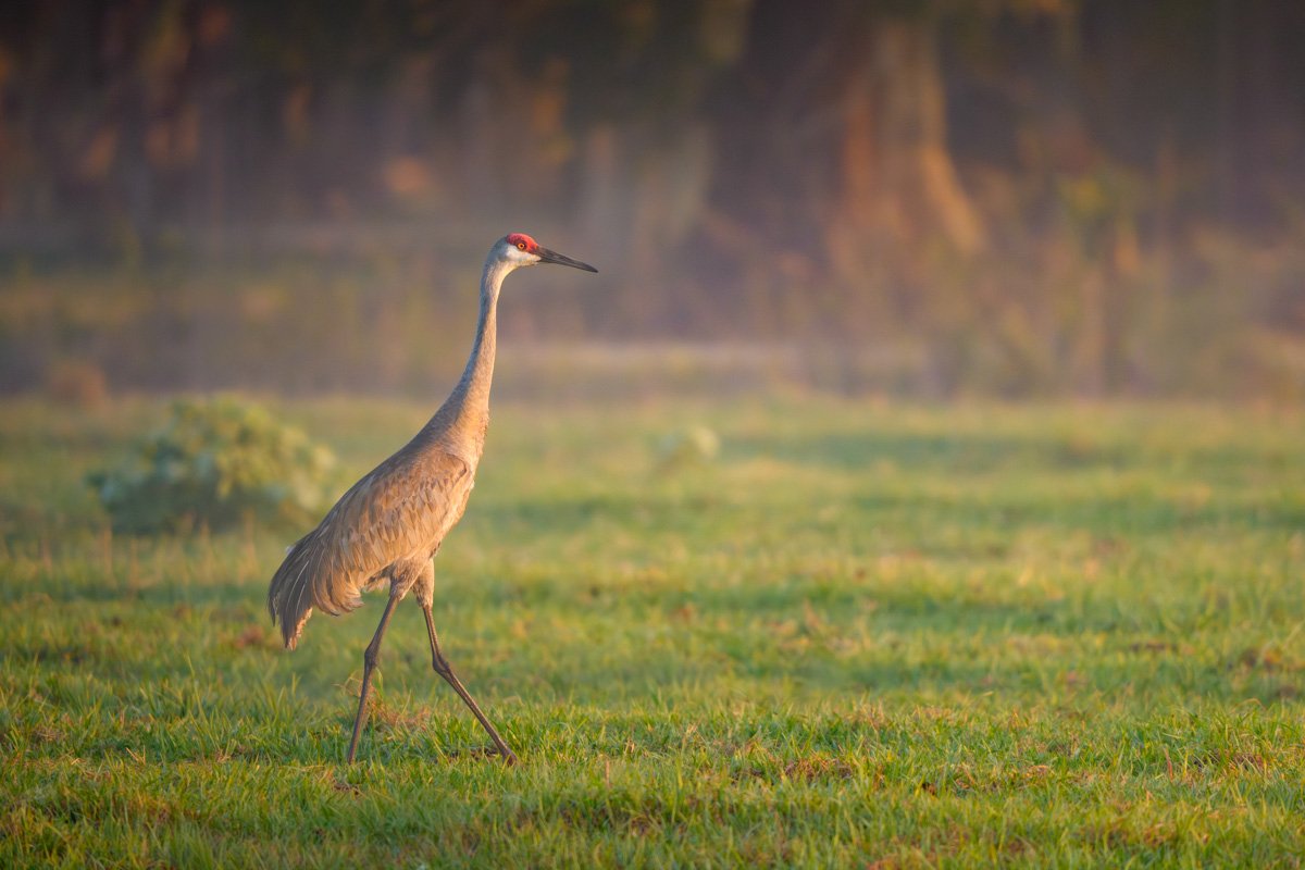 Sunrise Sandhill Crane