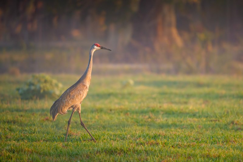 Sunrise Sandhill Crane