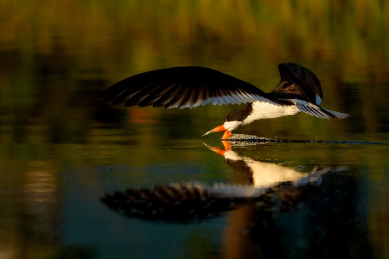 Sunrise Skimming