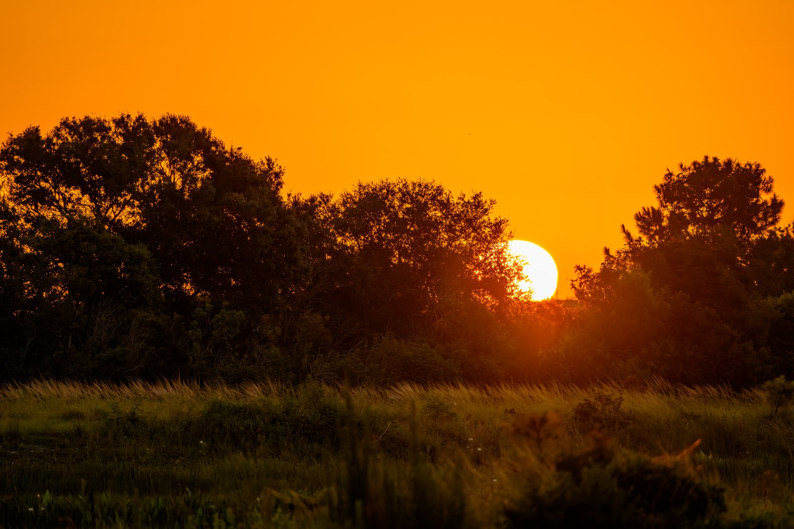 Pinellas Sunrise