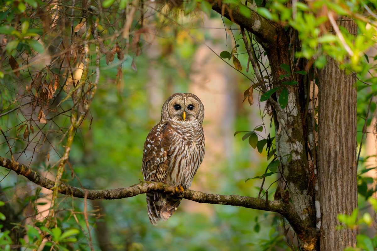 The Forest Has Eyes