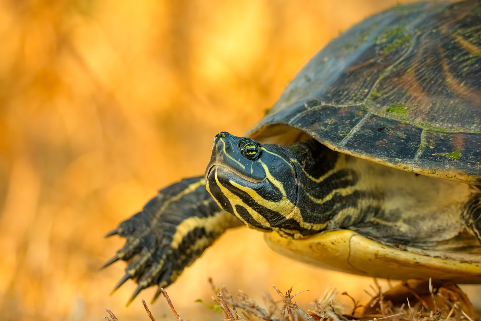 Turtle Sunset