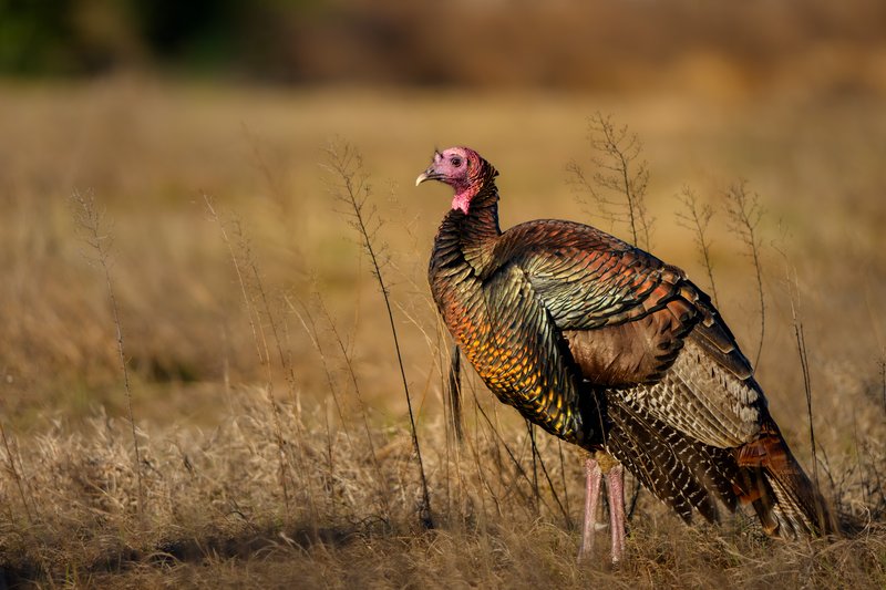 Wild Florida Turkey